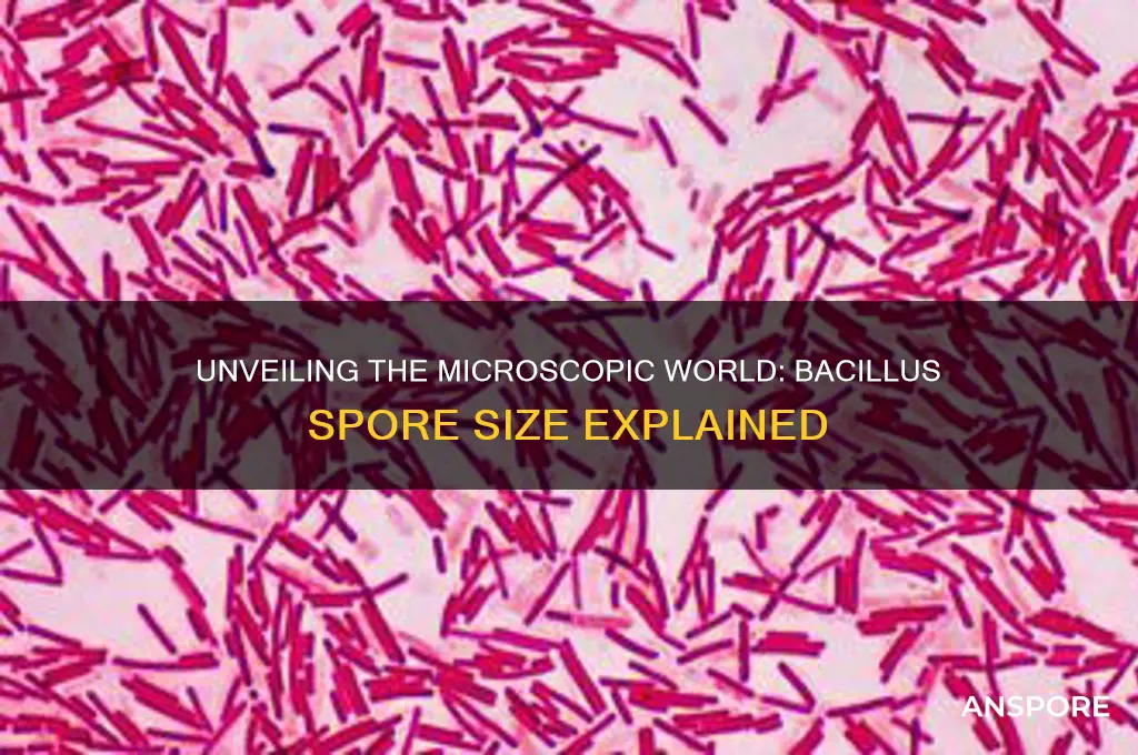 how big is a bacillus spore