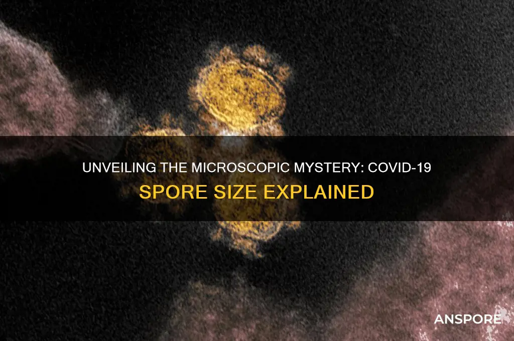 how big is a covid spore
