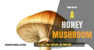 Honey Mushrooms: Nature's Largest Living Organism