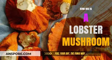 Lobster Mushrooms: Giant Fungi or Small Delicacy?