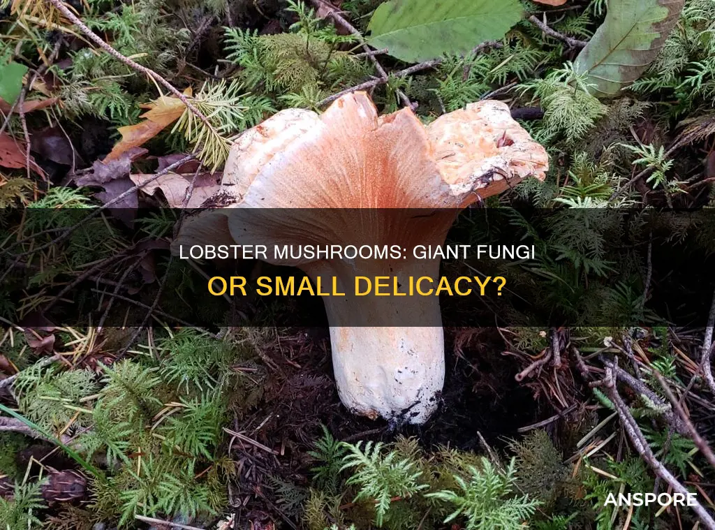 how big is a lobster mushroom