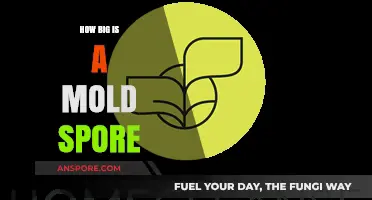 Understanding Mold Spore Size: Invisible Threats and Their Impact