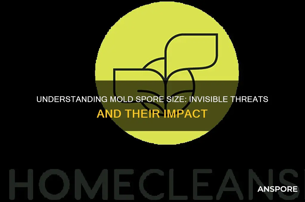 how big is a mold spore