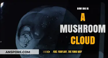 Understanding the Enormous Size of Mushroom Clouds