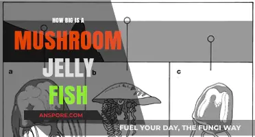 Jellyfish Mushroom: A Giant, Yet Gentle Sea Creature