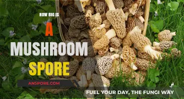 The Microscopic World of Mushroom Spores