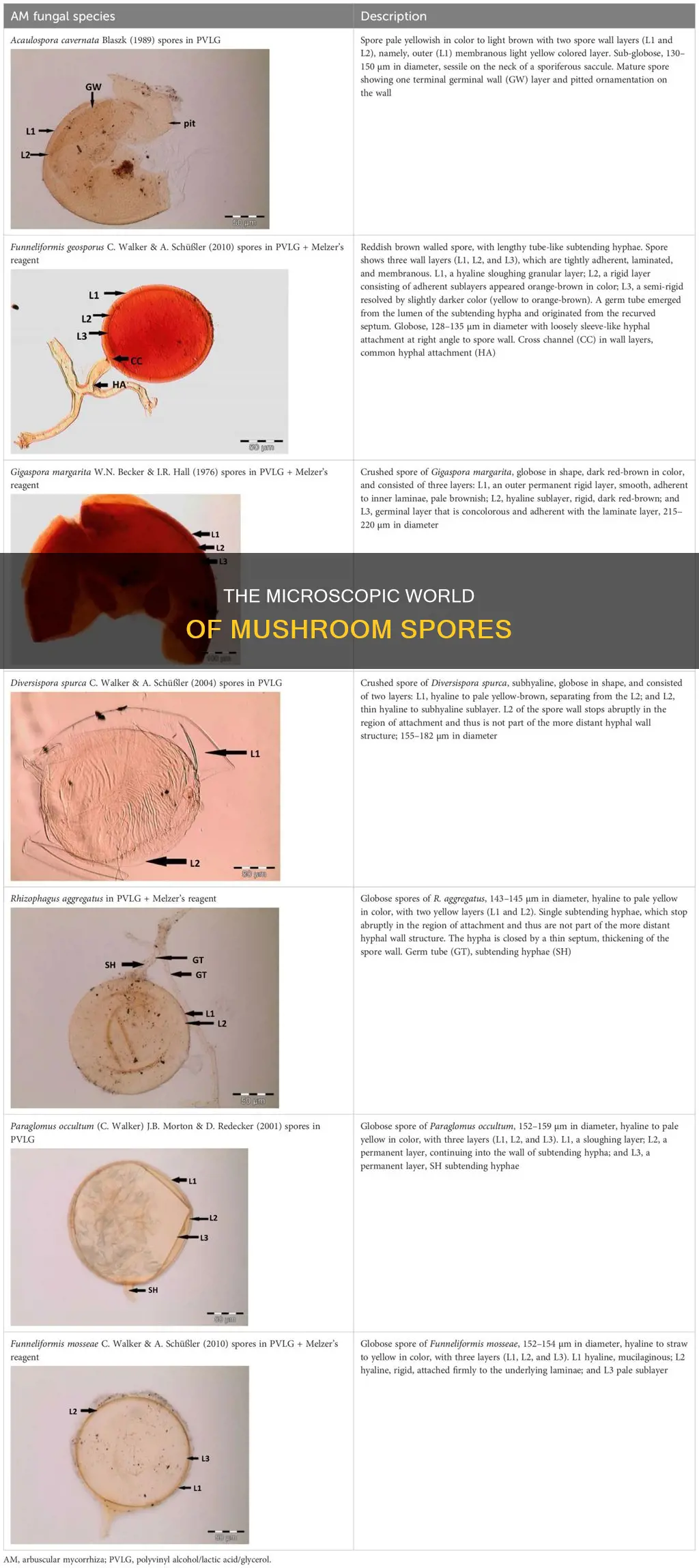 how big is a mushroom spore