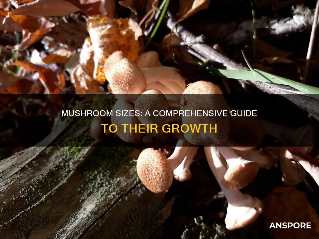 how big is a mushroom