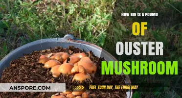 Oyster Mushrooms: How Big is a Pound?