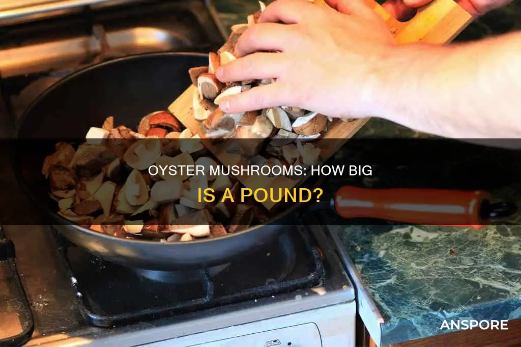 how big is a poumd of ouster mushrooms