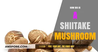 Shiitake Mushroom Size: A Comprehensive Guide