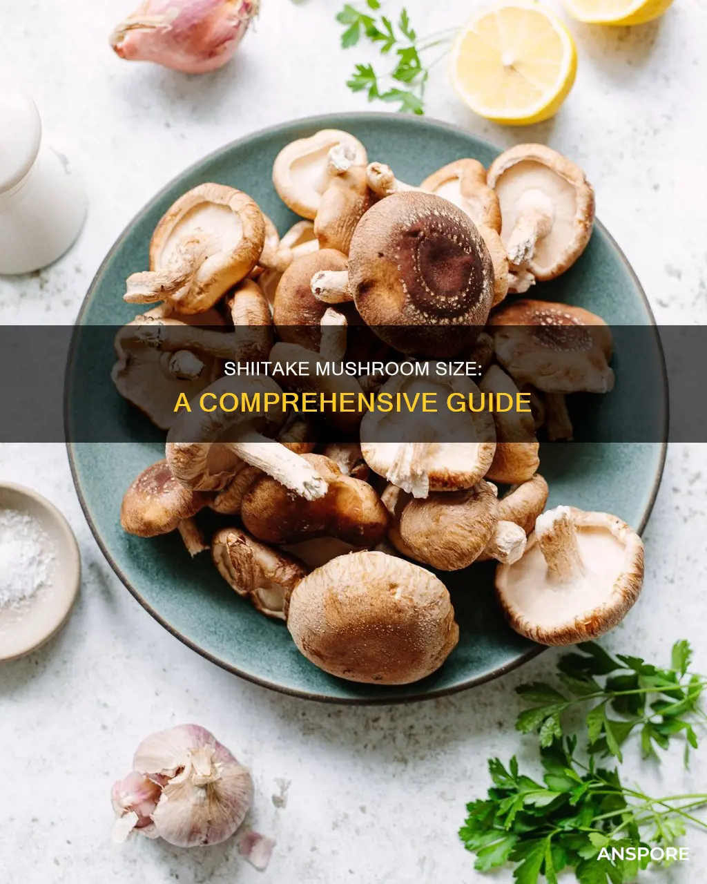 how big is a shiitake mushroom