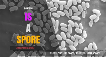 Unveiling the Microscopic World: Understanding the Size of a Spore