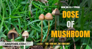 Magic Mushroom Dosing: How Much Is Typical?
