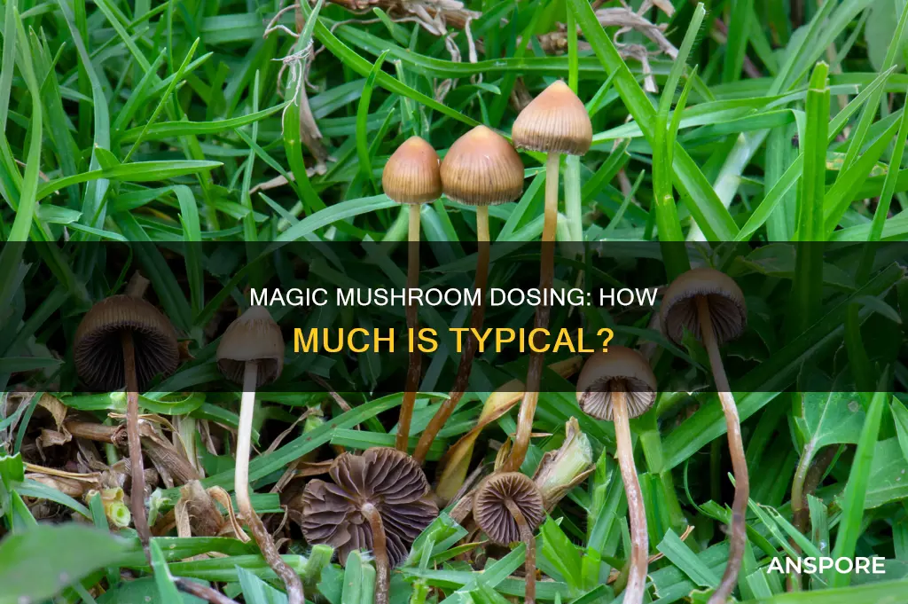how big is a typical dose of mushrooms