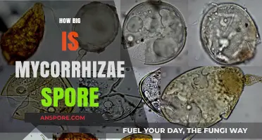 Exploring the Microscopic Size of Mycorrhizae Spores: A Detailed Guide