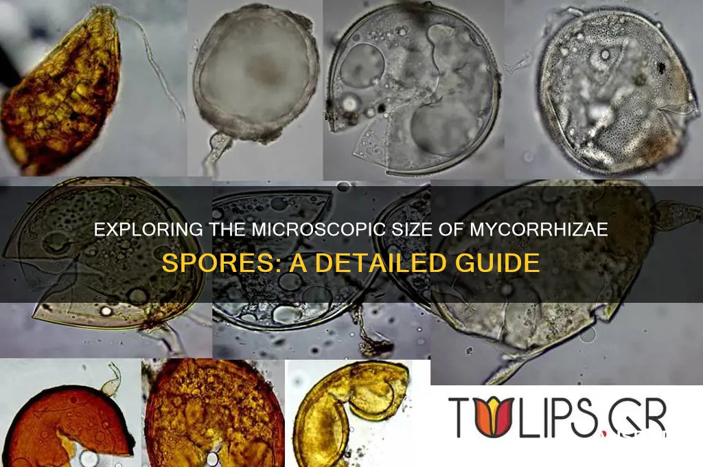 how big is mycorrhizae spore