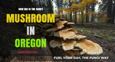 Honey Mushroom: Oregon's Underground Giant