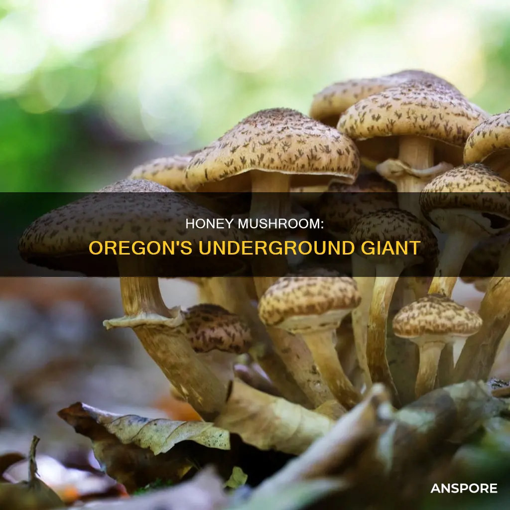 how big is the honey mushroom in oregon