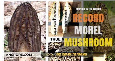 World's Largest Morel Mushroom: Unveiling the Astonishing Record Size