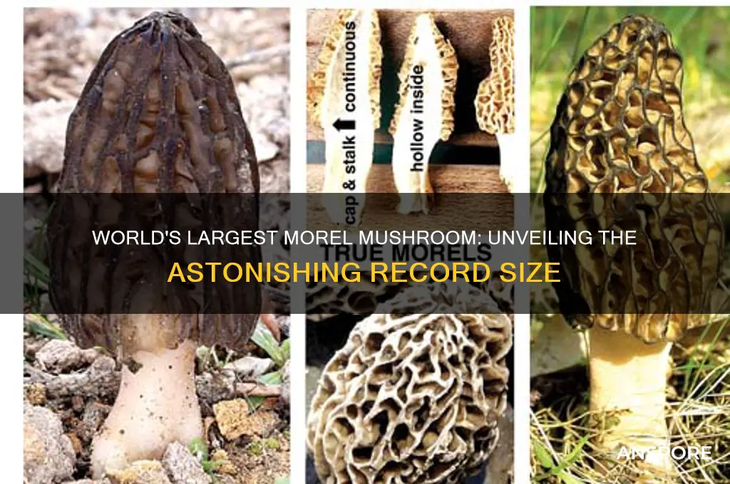 how big is the world record morel mushroom