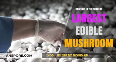 World's Largest Edible Mushroom: Size, Species, and Surprising Facts