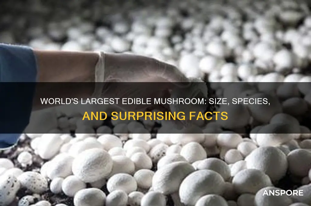 how big is the worlds largest edible mushroom