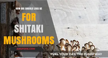 Ideal Log Size for Shiitake Mushroom Cultivation