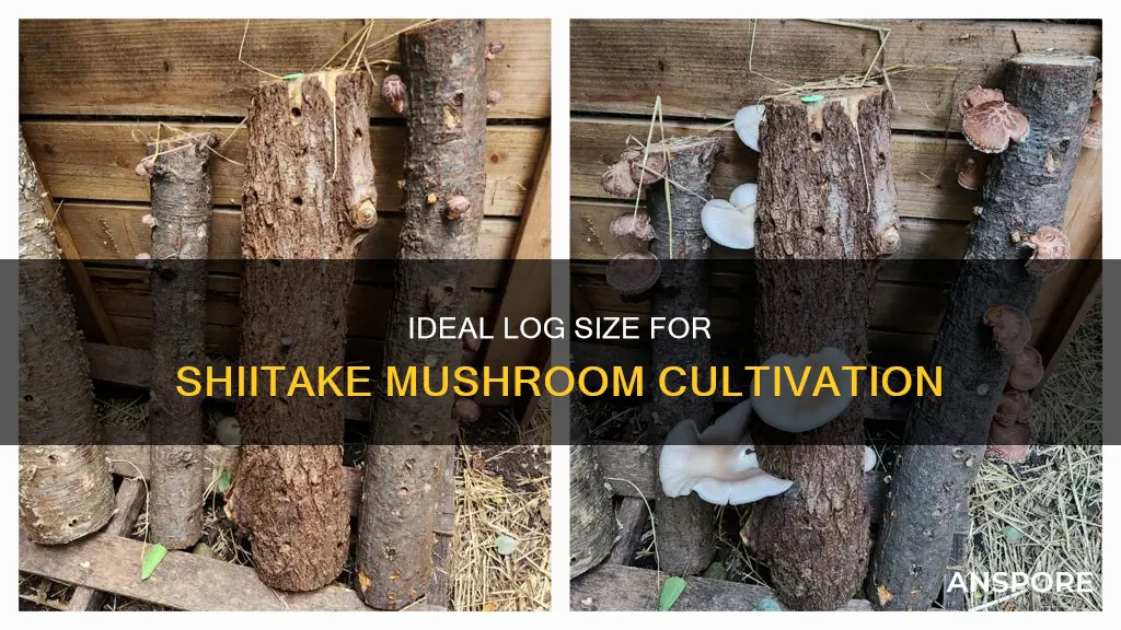 how big should logs be for shitaki mushrooms