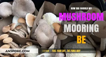 Mushroom Mooring Size: How Big Is Best?