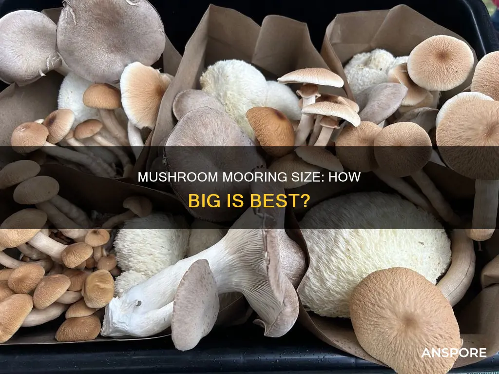 how big should my mushroom mooring be