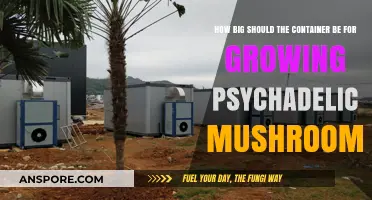 Optimal Container Size for Growing Psychedelic Mushrooms: A Guide