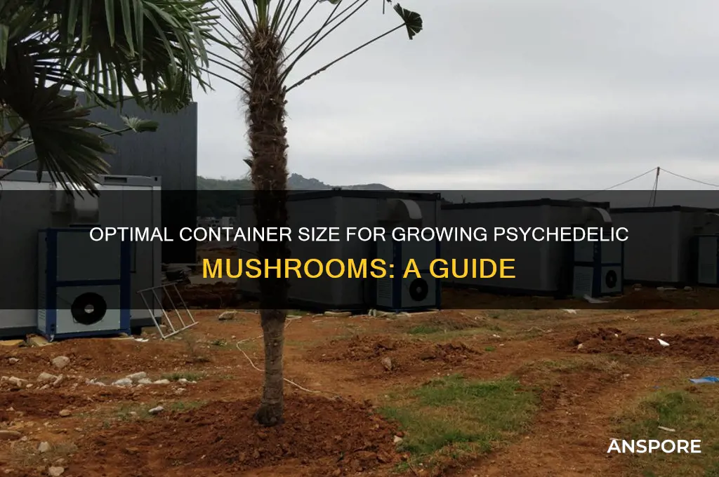 how big should the container be for growing psychadelic mushrooms