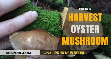 Harvesting Oyster Mushrooms: The Perfect Size Guide