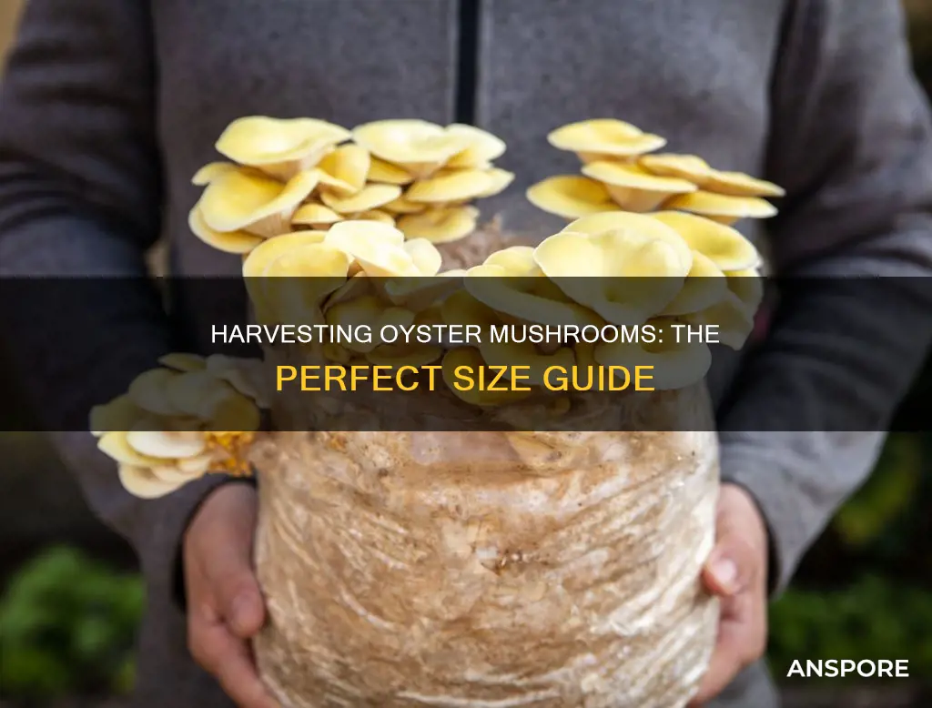 how big to harvest oyster mushrooms