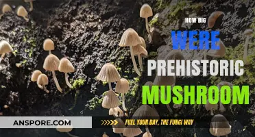 Ancient Mushrooms: How Large Were They?