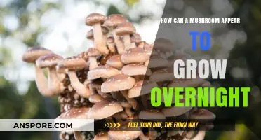 Mysterious Mushroom Growth: Unveiling the Overnight Appearance Phenomenon