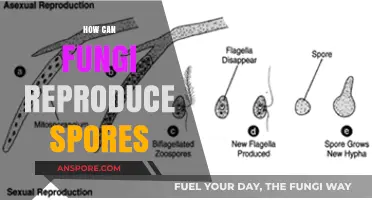 Unveiling Fungi's Spore Reproduction: Methods, Mechanisms, and Ecological Impact