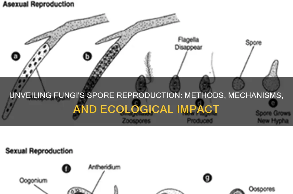 how can fungi reproduce spores