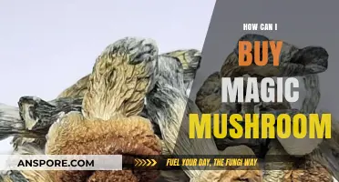 A Beginner's Guide to Safely Purchasing Magic Mushrooms Online