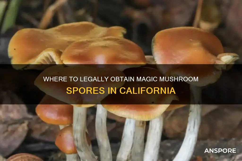 how can i et magic mushroom spores in california