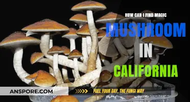 Discovering California's Magic Mushrooms: A Guide to Safe Foraging