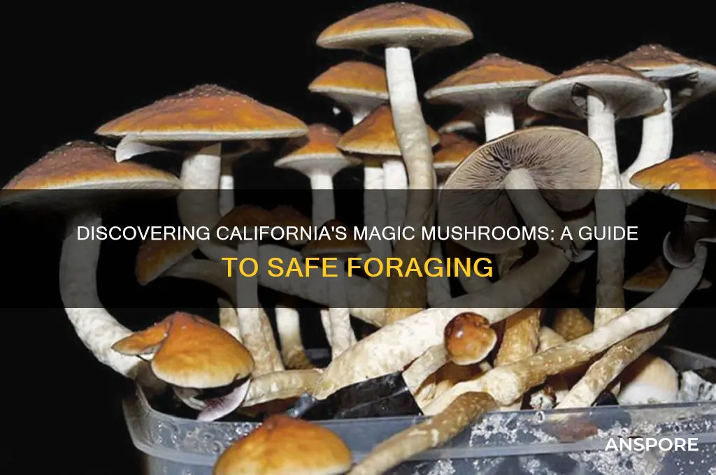 how can i find magic mushrooms in california