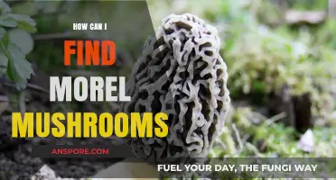 Discovering Morel Mushrooms: Expert Tips for Finding These Elusive Delicacies