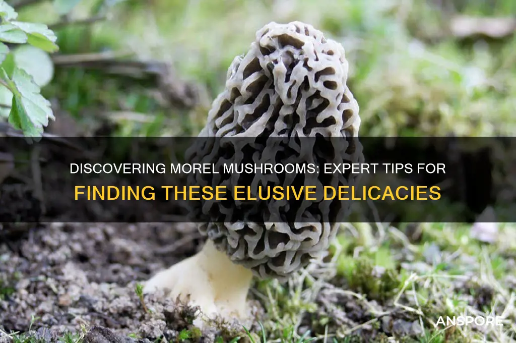 how can i find morel mushrooms