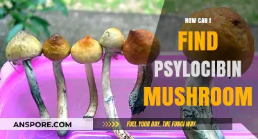 Discovering Psilocybin Mushrooms: A Comprehensive Guide to Safe Identification