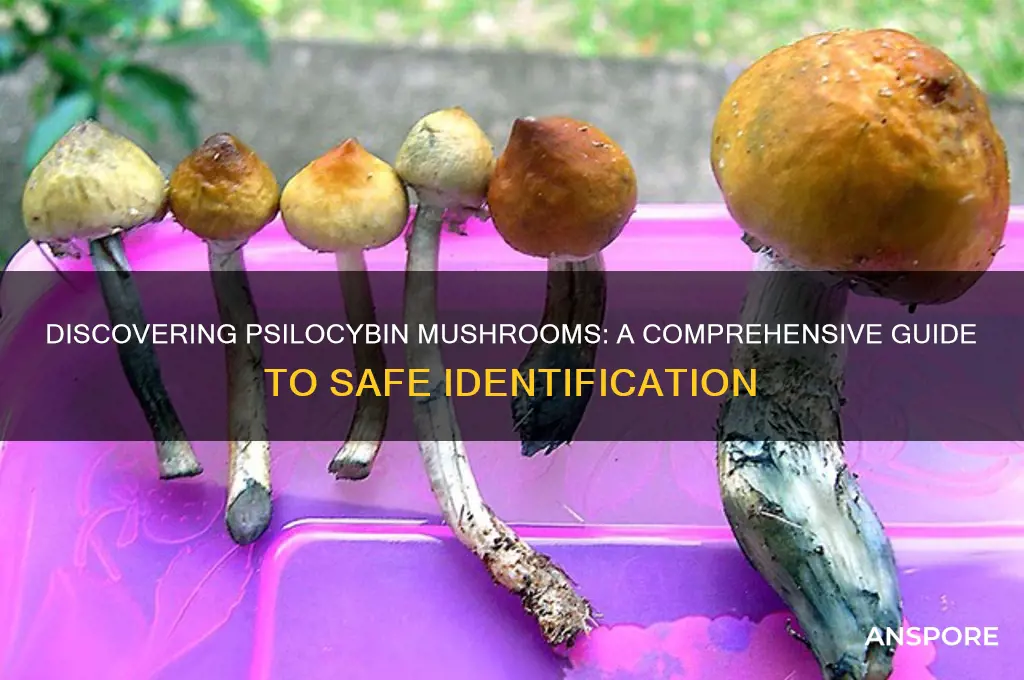 how can i find psylocibin mushrooms