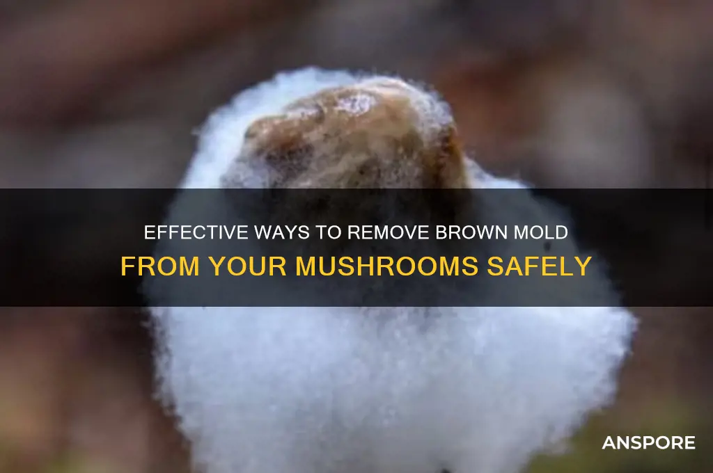 how can i get rid of brown mold on mushrooms