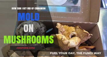 Effective Ways to Remove Cinnamon Mold from Mushrooms Safely