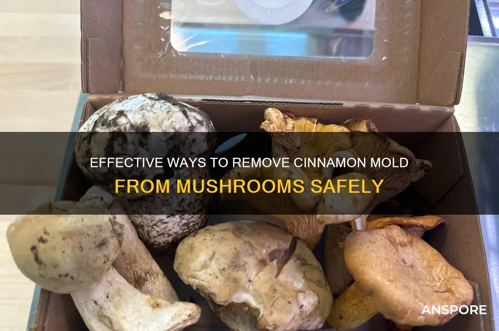 how can i get rid of cinnamon mold on mushrooms